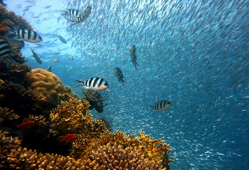 coral seas fish reef